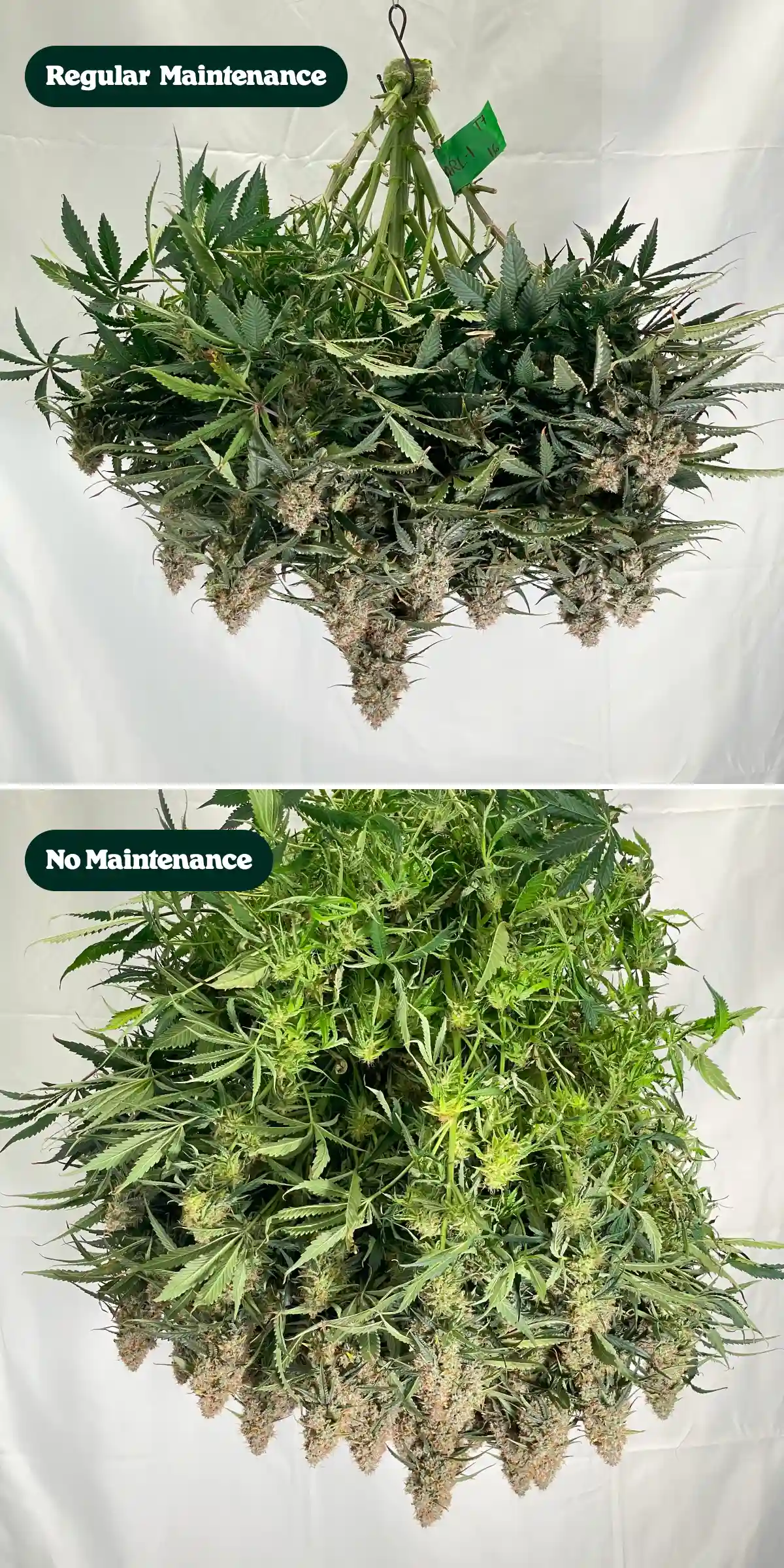 Side-by-side comparison of cannabis plants after harvest, showing regular maintenance versus no maintenance treatments, with differences in canopy density, foliage, bud structure, and trimmed branches.