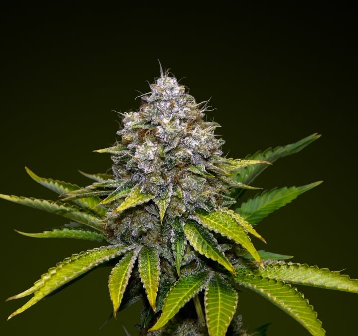 OG Kush cannabis bud with frosty trichomes and earthy green tones, known for its piney flavour and high potency ideal for robust infusions