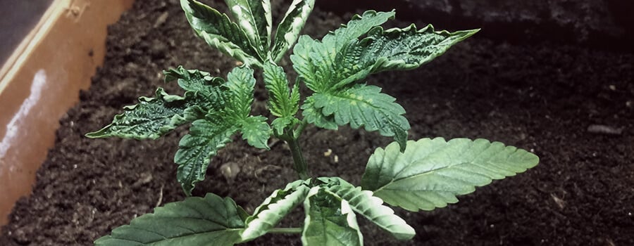 Overwatering Cannabis Plants