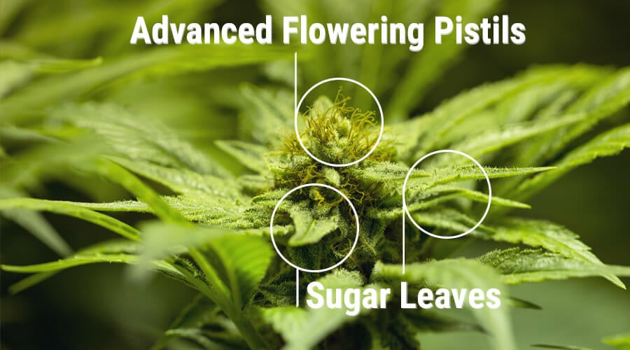 sugar leaves bud cannabis plant resin colas