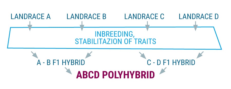 Polyhybrid landrace cannabis strains