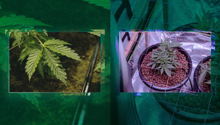 Picking a Growing System: Soil or Hydroponics? A Visual Guide Picking a growing system: Soil or hydroponics? Visually compare these two popular methods to help you decide the best approach for your gardening needs.