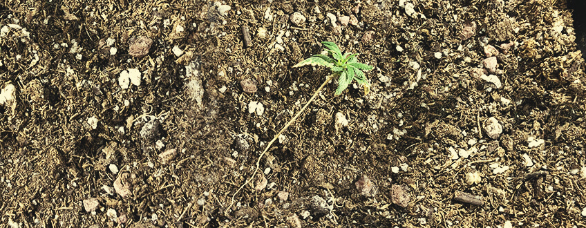 大麻苗のピチウム