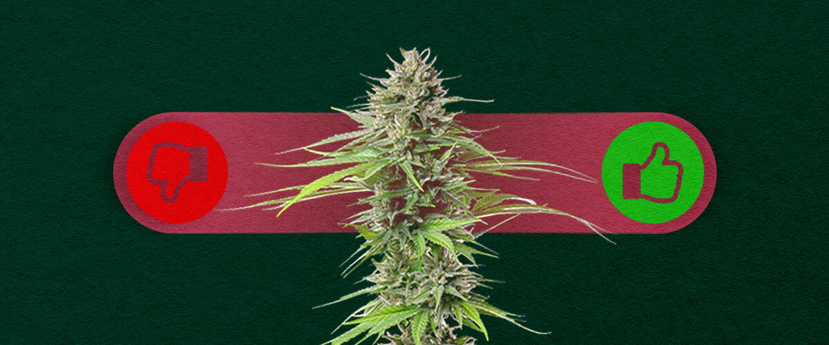 Photoperiod Cannabis: Weighing the Pros and Cons of Growing Pros and cons of photoperiod cannabis: Explore the advantages (higher yields, more control over growth) and disadvantages (longer grow time, requires light cycle management) of photoperiod strains.