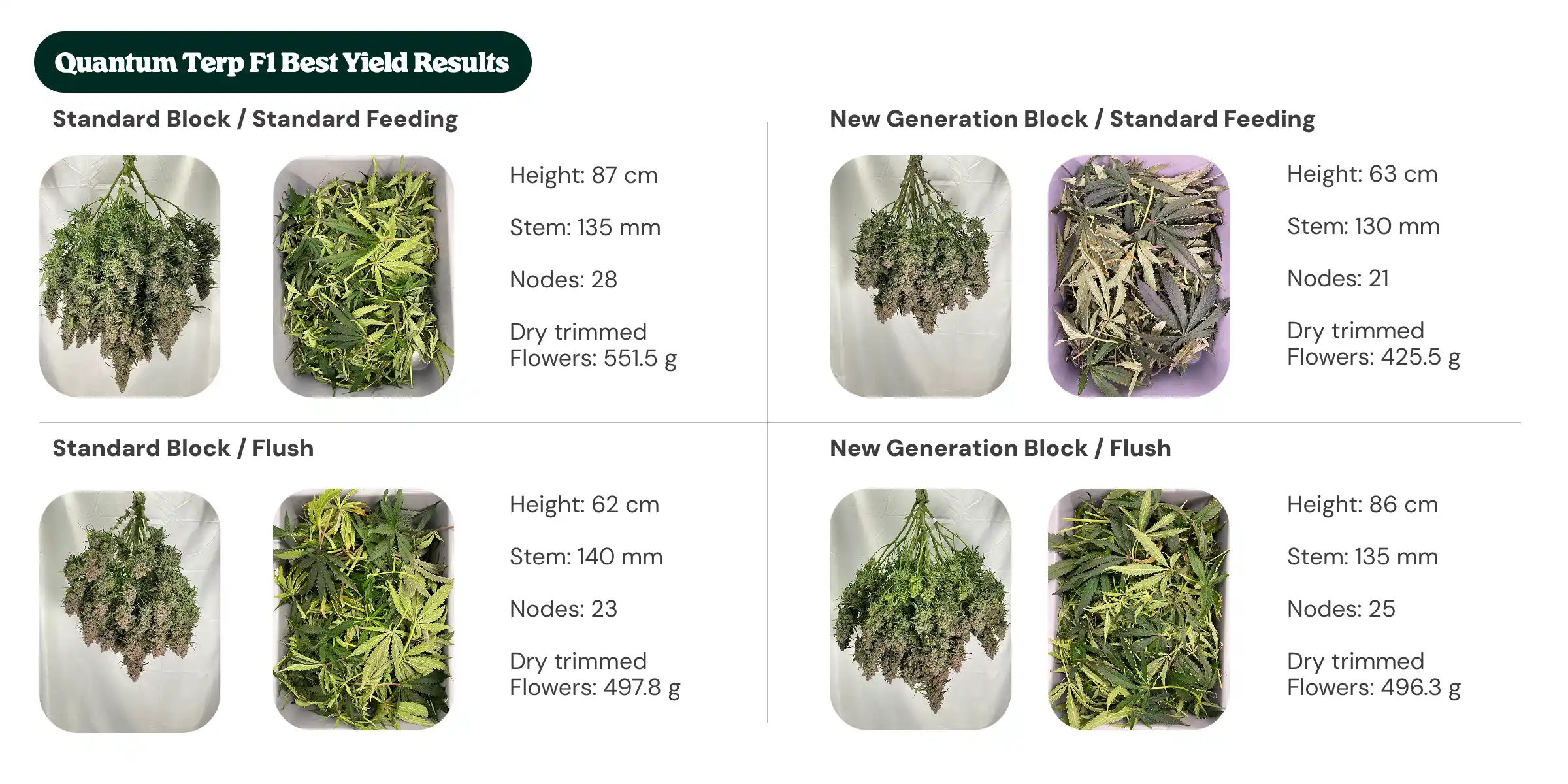 Quantum Terp F1 results overview comparing standard block and new generation block treatments with standard feeding and flush, showing plant height, stem diameter, node count, and dry trimmed flower weight.