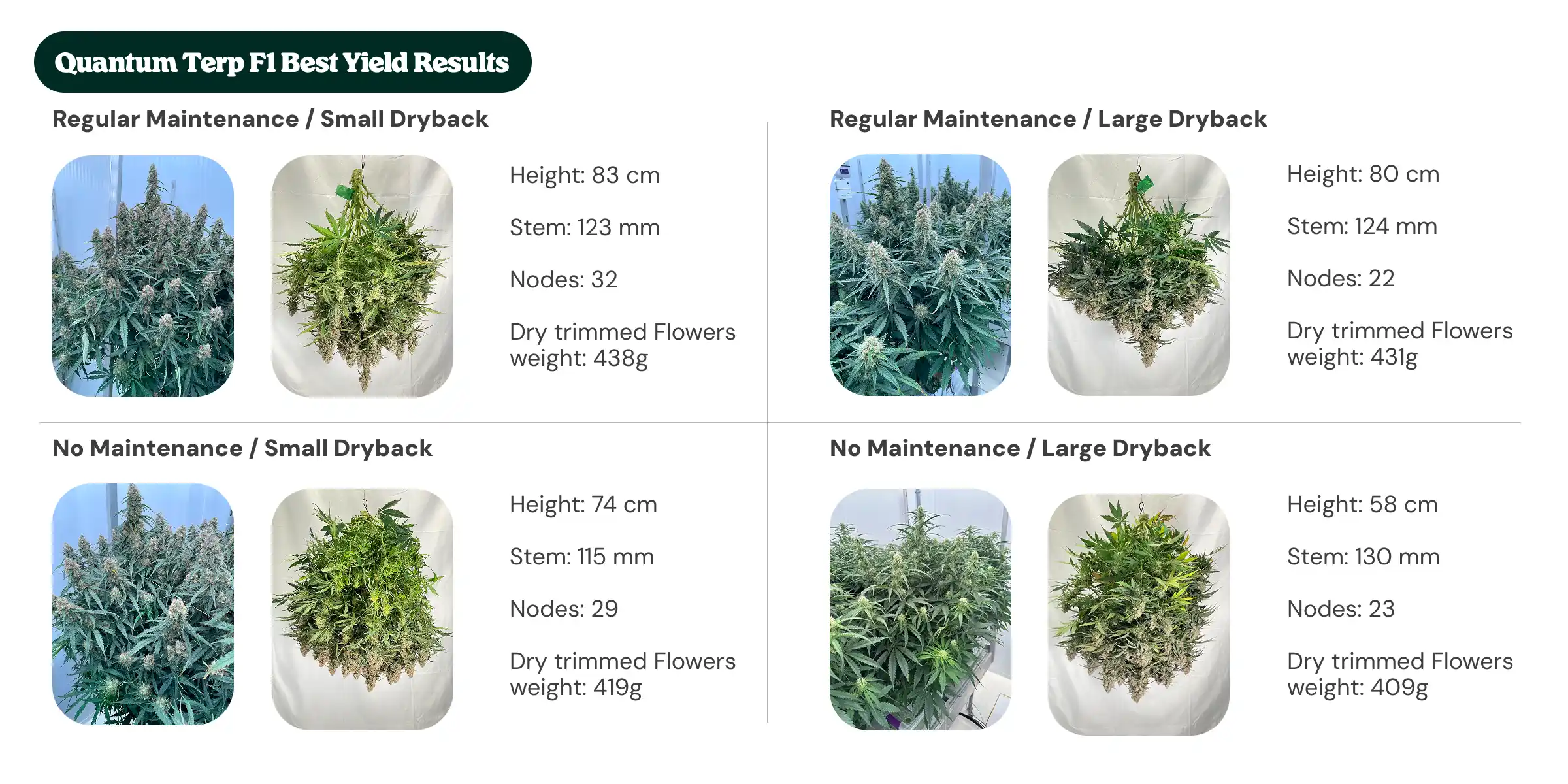 Quantum Terp F1 Results: Maintenance and Dryback Comparison Quantum Terp F1 results overview showing regular maintenance and no maintenance treatments with small and large dryback, comparing plant height, stem diameter, node count, and dry trimmed flower weight.