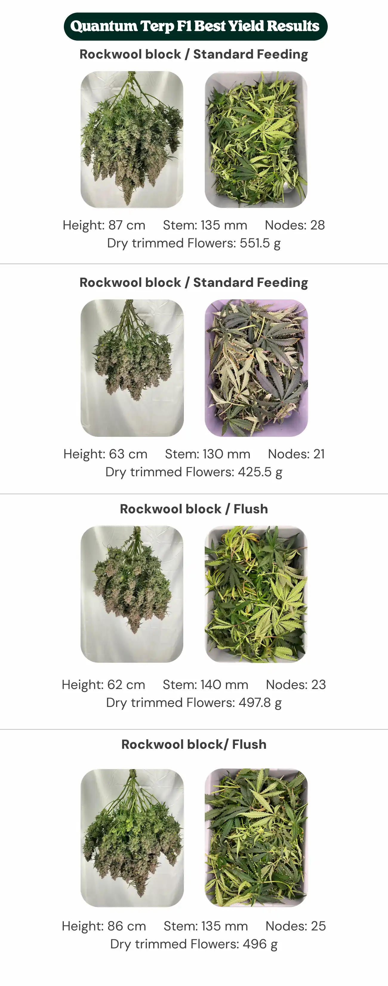 Quantum Terp F1 Best Yield Results: Block and Feeding Comparison Quantum Terp F1 results overview comparing Rockwool Type 01 and new generation block treatments with standard feeding and flush, showing plant height, stem diameter, node count, and dry trimmed flower weight.