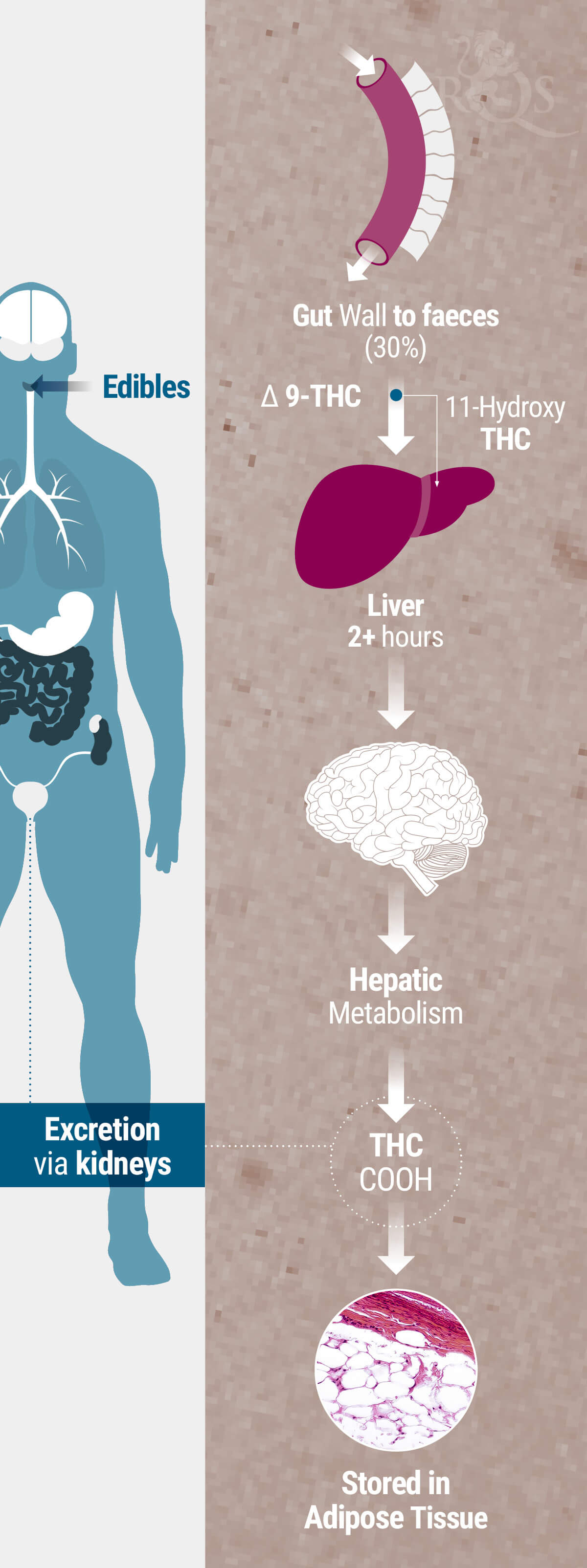 Cannabis effects: Why Weed Gets You High - RQS Blog