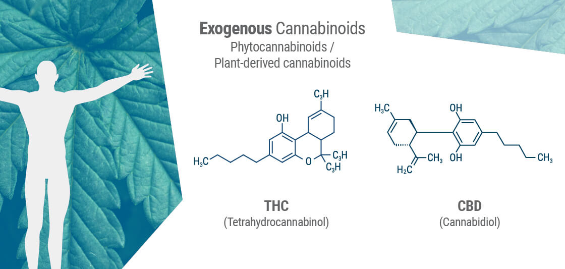 Understanding Anandamide and Its Relationship to THC and CBD - RQS Blog