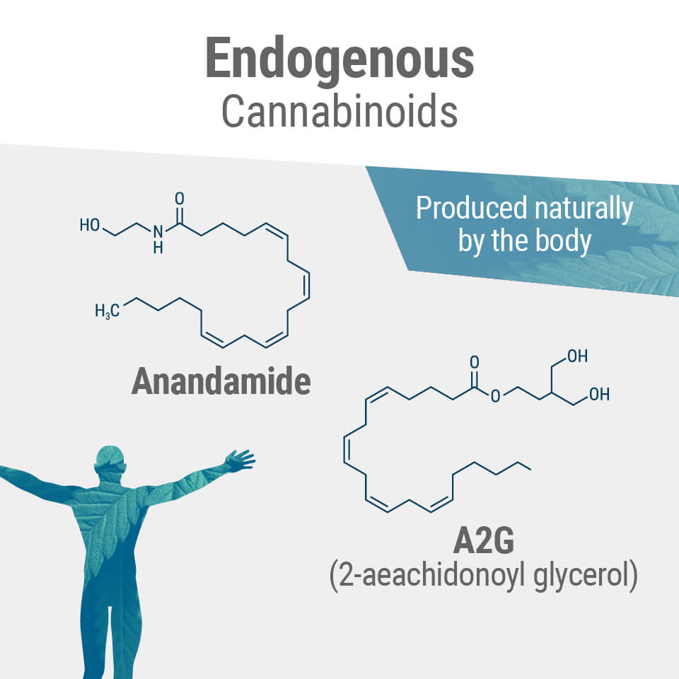 O mundo da Cannabis - O sistema Endocannabinoid