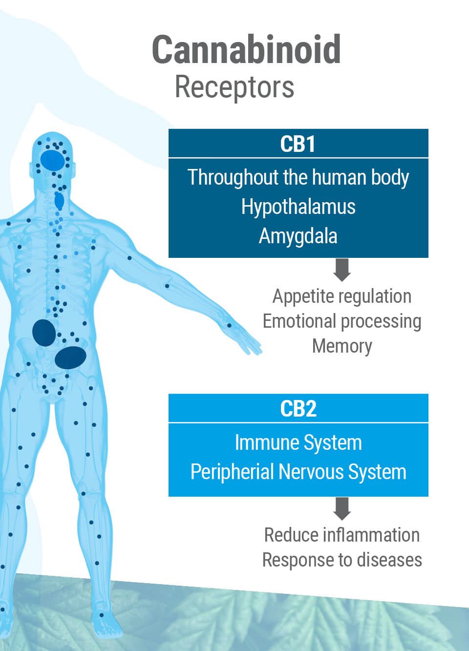 Cannabinoid Receptors, CB1 and CB2