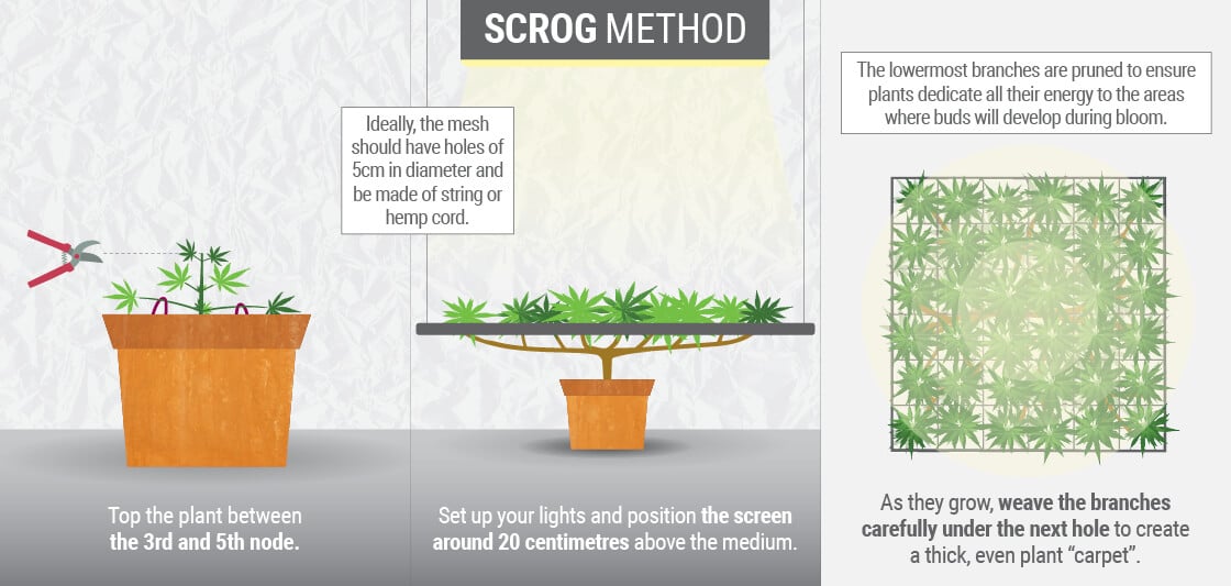 WHAT IS THE SCROG TECHNIQUE? how to scrog