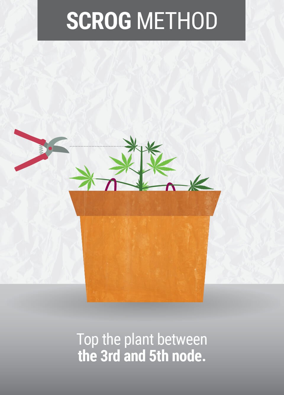 WHAT IS THE SCROG TECHNIQUE? WHAT IS THE SCROG TECHNIQUE?