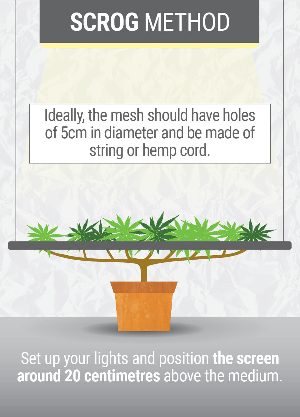 WHAT IS THE SCROG TECHNIQUE? WHAT IS THE SCROG TECHNIQUE?