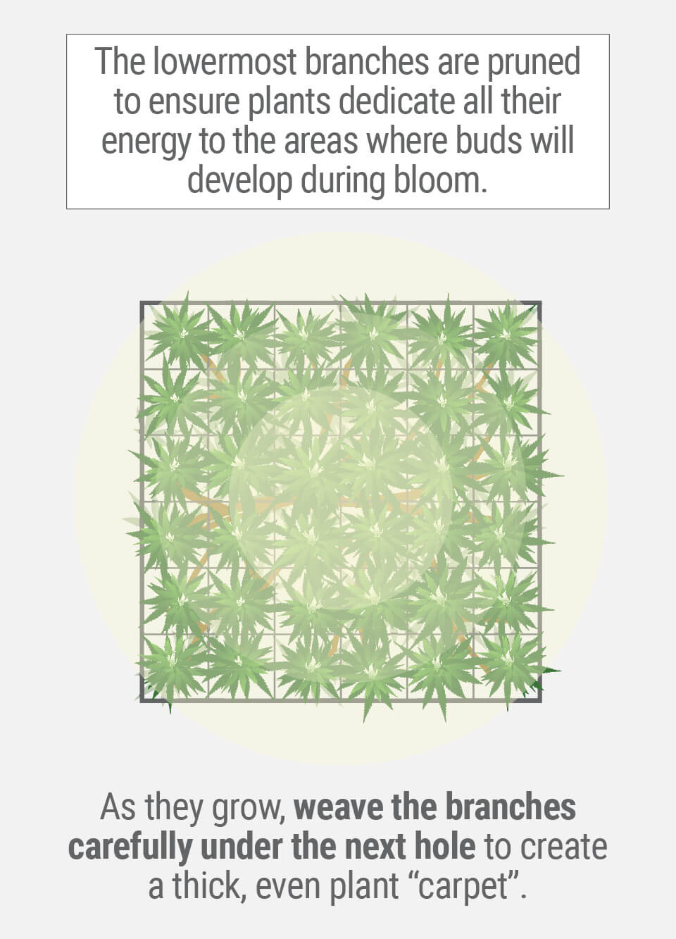 WHAT IS THE SCROG TECHNIQUE? WHAT IS THE SCROG TECHNIQUE?