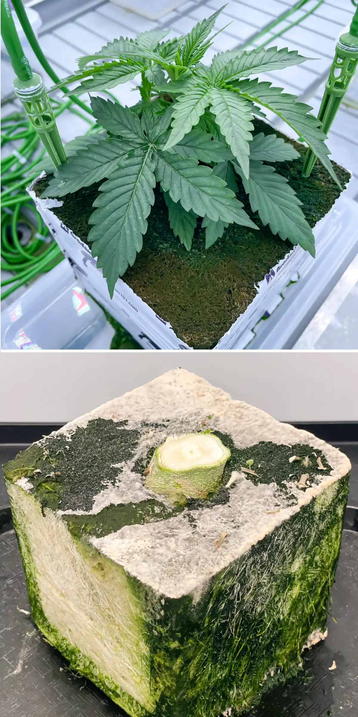 Cannabis Rockwool Trial: Block and Irrigation Comparison Side-by-side view of cannabis in rockwool during a controlled flushing trial, showing a young plant with irrigation stakes and a cut rockwool block with visible root development.