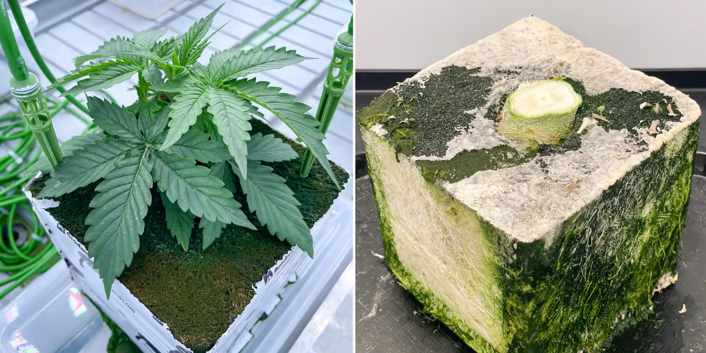 Cannabis Rockwool Trial: Block and Irrigation Comparison Side-by-side view of cannabis in rockwool during a controlled flushing trial, showing a young plant with irrigation stakes and a cut rockwool block with visible root development.