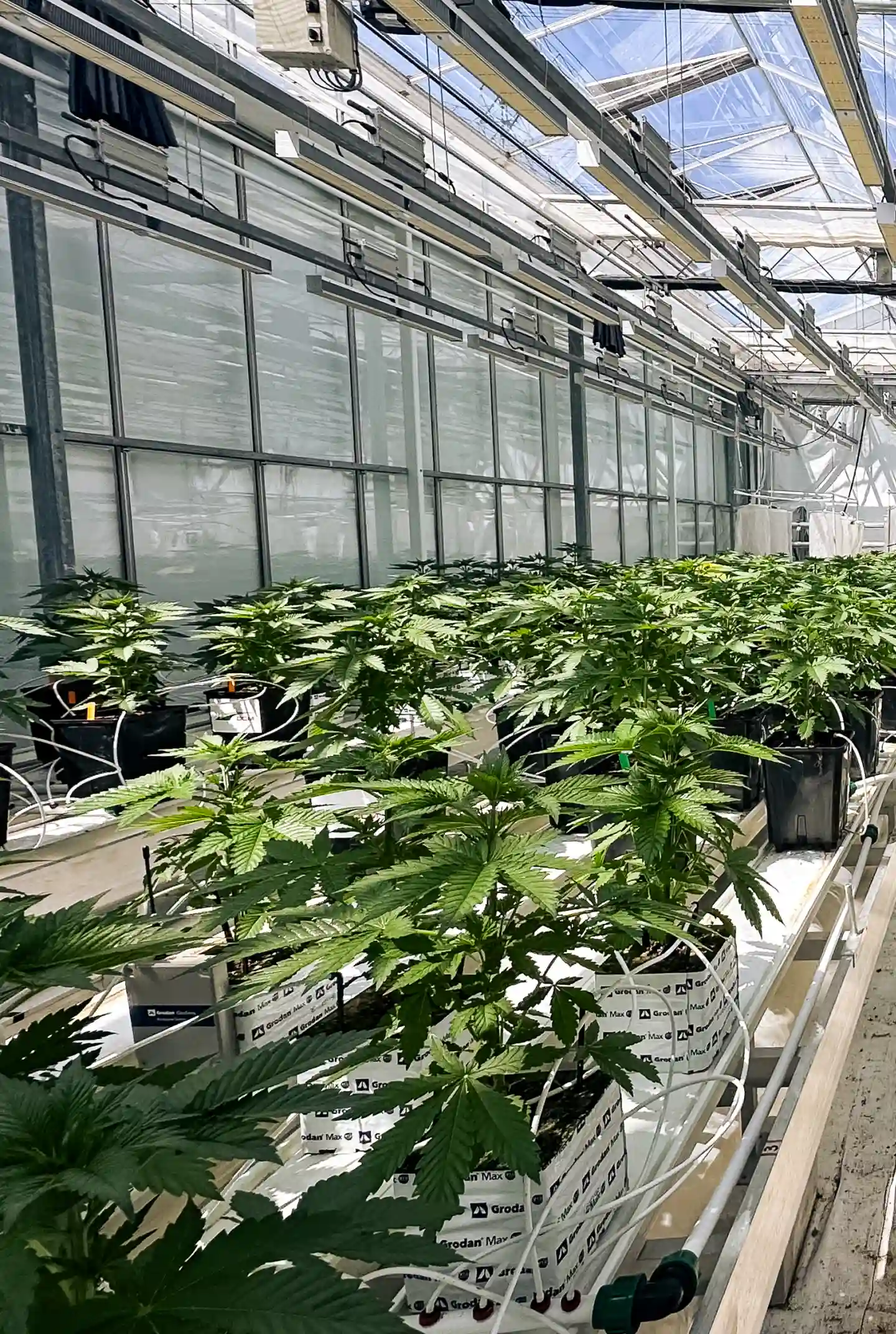 Cannabis plants growing in a controlled greenhouse trial room, showing rockwool blocks, irrigation lines, bright canopy lighting, and rows of healthy plants used for crop steering research.