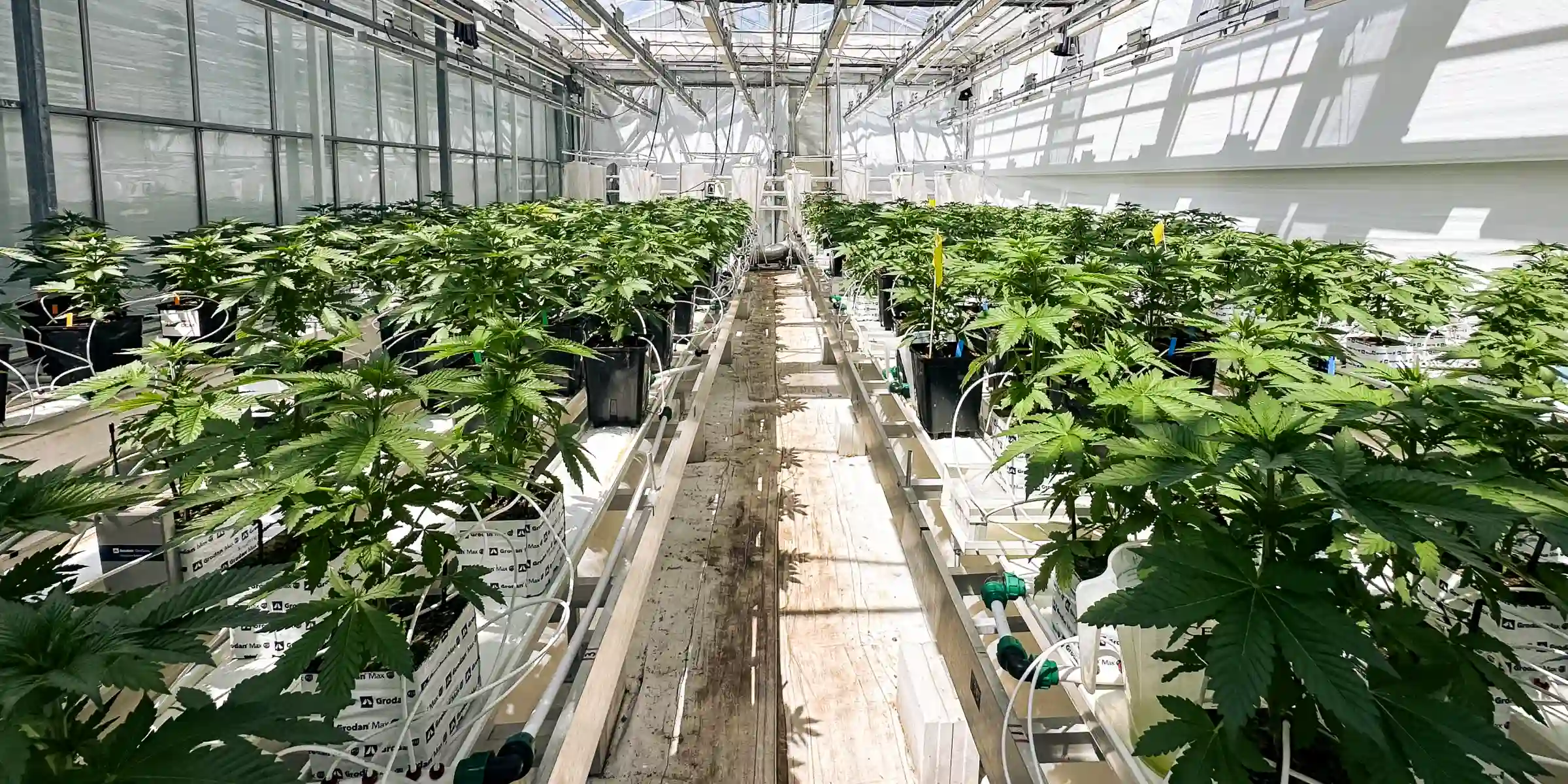 Cannabis plants growing in a controlled greenhouse trial room, showing rockwool blocks, irrigation lines, bright canopy lighting, and rows of healthy plants used for crop steering research.