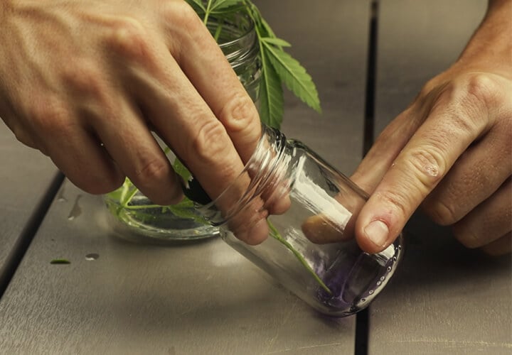 Comment Faire Pour Que Les Clones De Cannabis S’Enracinent Plus Rapidement ?