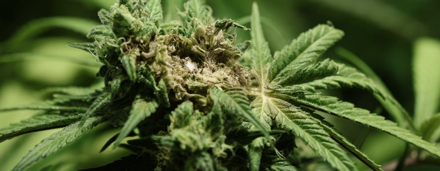 How to Treat Fungal Fusarium in Cannabis Plants