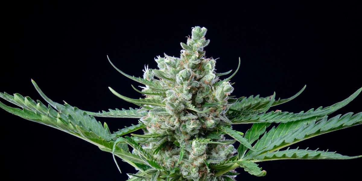 Royal Bluematic: High Yield Relative to Height Royal Bluematic cannabis bud with dense resinous flowers, white pistils, green leaves, and compact flowering growth against a dark background.