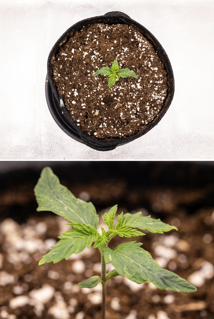 Royal Creamatic Grow Report: Week 1 Seedling Growth Royal Creamatic cannabis seedling in week 1, showing early growth, green leaves, slight leaf deformation, and perlite-rich soil.