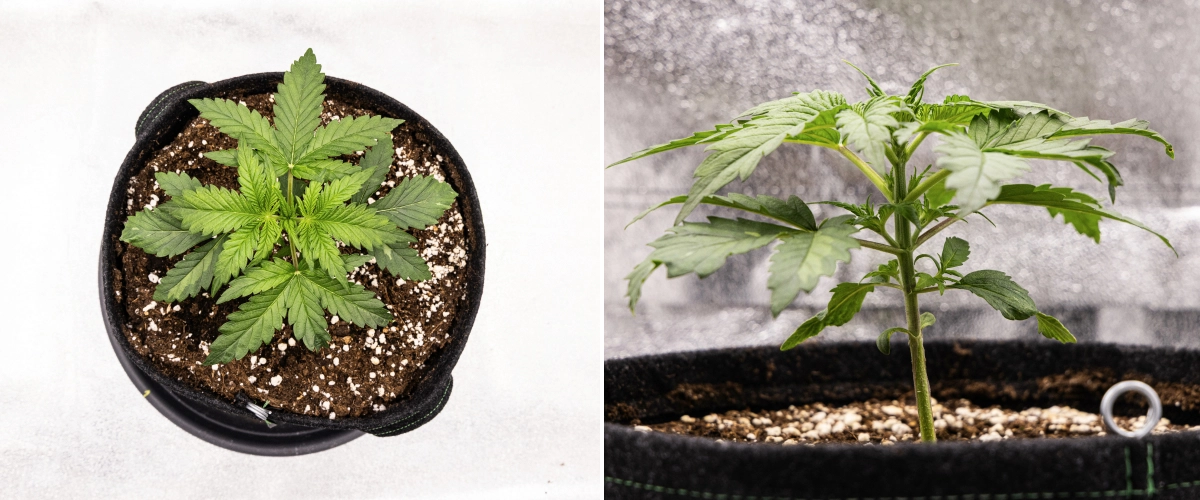Royal Creamatic Grow Report: Week 2 Vegetative Growth Royal Creamatic cannabis plant in week 2, showing compact vegetative growth, healthy green leaves, short internodes, and perlite-rich soil.