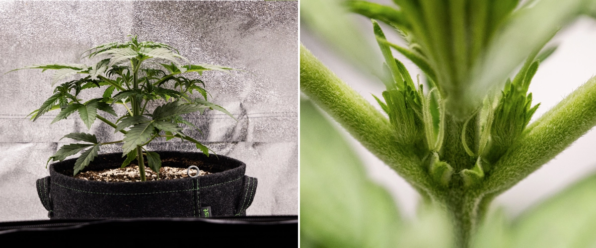 Royal Creamatic Grow Report: Week 3 Pre-Flowering Growth Royal Creamatic cannabis plant in week 3, showing compact growth, healthy foliage, visible pre-flowers, and a strong young stem.