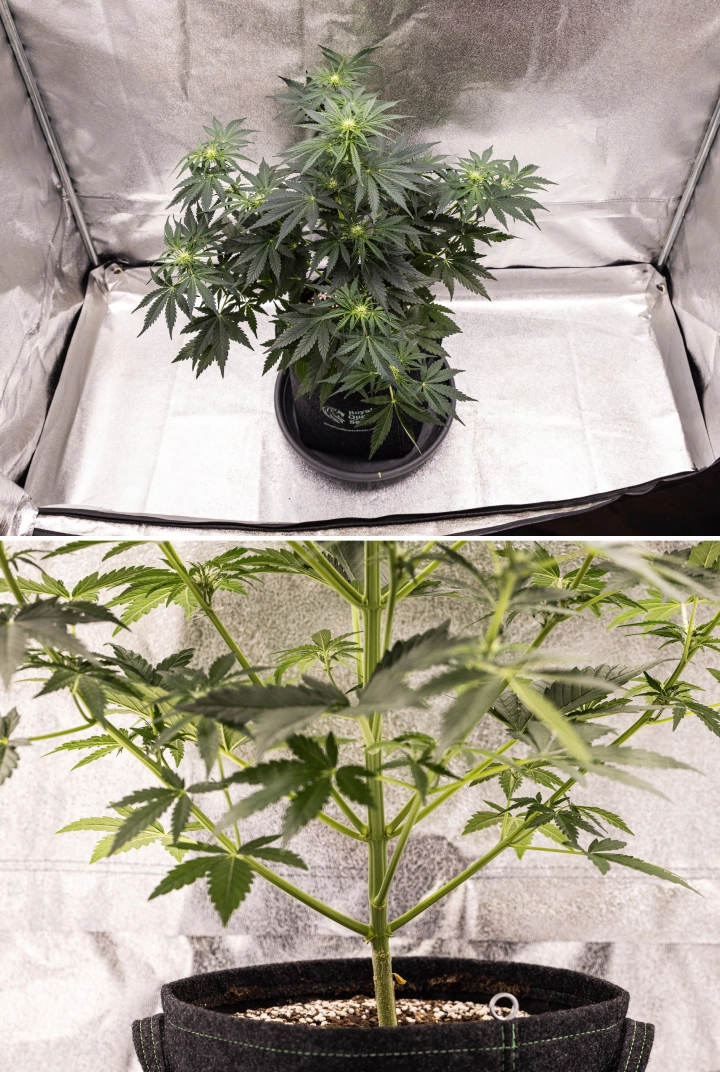 Royal Creamatic Grow Report: Week 5 Flower Development Royal Creamatic cannabis plant in week 5, showing developing buds, healthy green foliage, strong branches, and a balanced flowering structure.