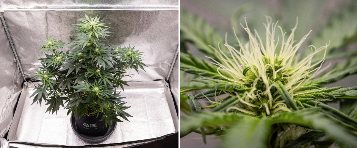 Royal Creamatic Grow Report: Week 6 Resin Production Royal Creamatic cannabis plant in week 6, showing resinous buds, white pistils, healthy foliage, and a pronounced main cola.