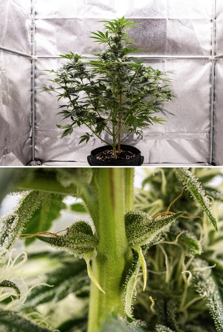 Royal Creamatic Grow Report: Week 7 Heavy Trichome Production Royal Creamatic cannabis plant in week 7, showing frosty buds, heavy trichome coverage, white pistils, and healthy green foliage.