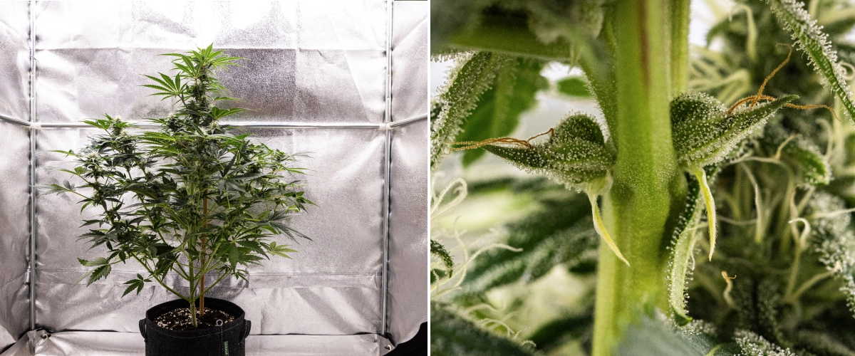 Royal Creamatic Grow Report: Week 7 Heavy Trichome Production Royal Creamatic cannabis plant in week 7, showing frosty buds, heavy trichome coverage, white pistils, and healthy green foliage.