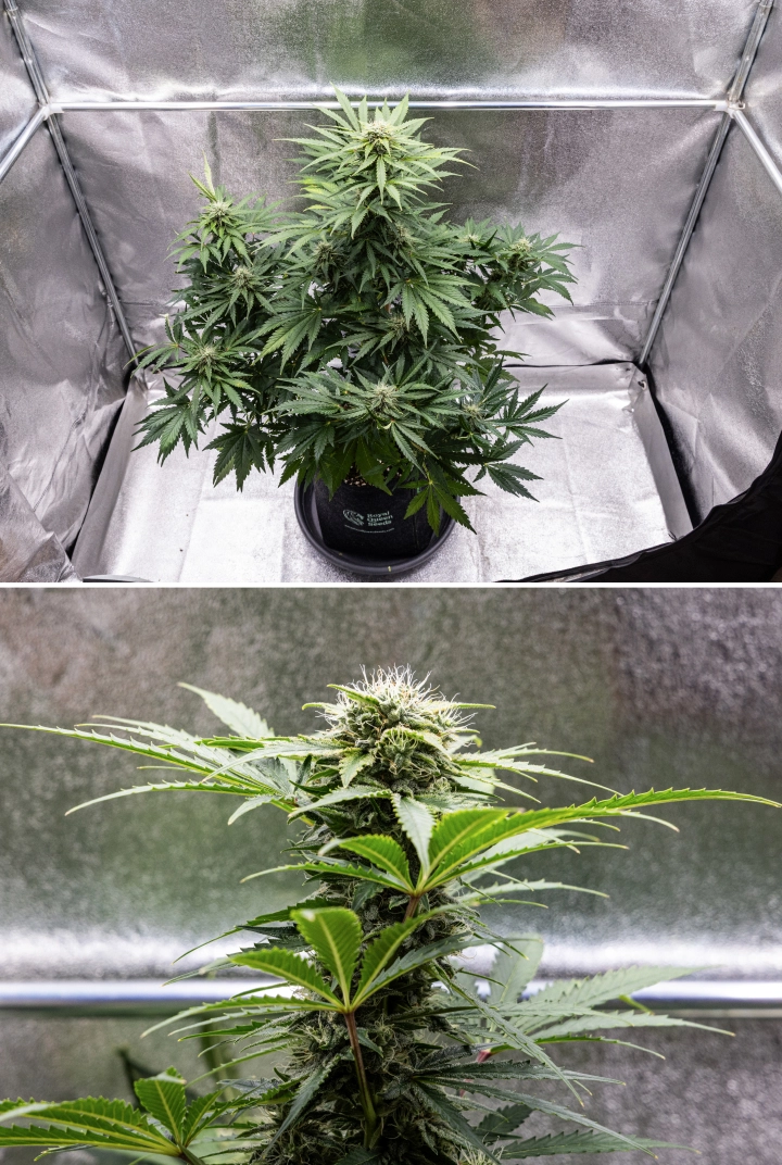 Royal Creamatic Grow Report: Week 8 Dense Sticky Buds Royal Creamatic cannabis plant in week 8, showing dense sticky buds, frosty trichomes, white pistils, and healthy green leaves.