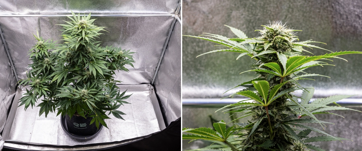 Royal Creamatic Grow Report: Week 8 Dense Sticky Buds Royal Creamatic cannabis plant in week 8, showing dense sticky buds, frosty trichomes, white pistils, and healthy green leaves.