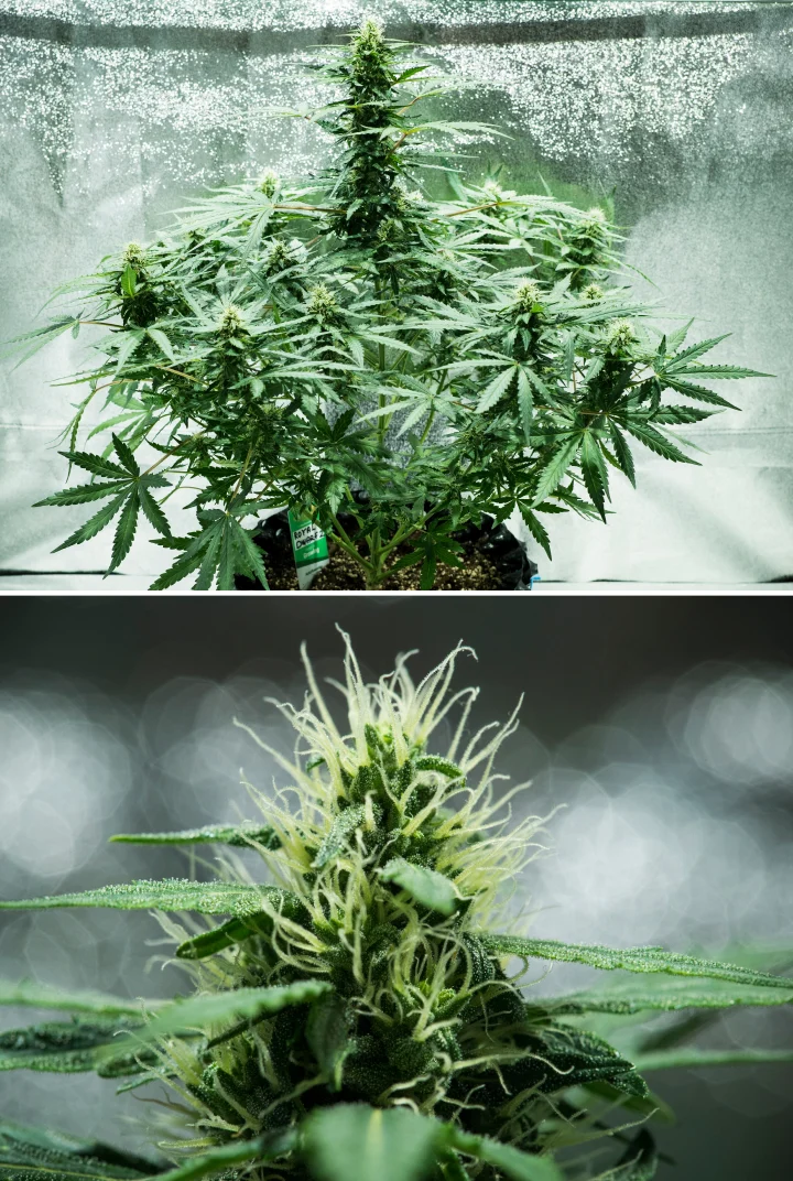 Royal Dwarf cannabis plant in week 6, showing resinous buds, white pistils, healthy foliage, and a tall main cola.