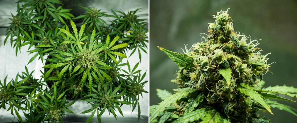 Royal Dwarf cannabis plant in week 9, showing harvest-ready buds, dense resinous flowers, orange pistils, and healthy green foliage.
