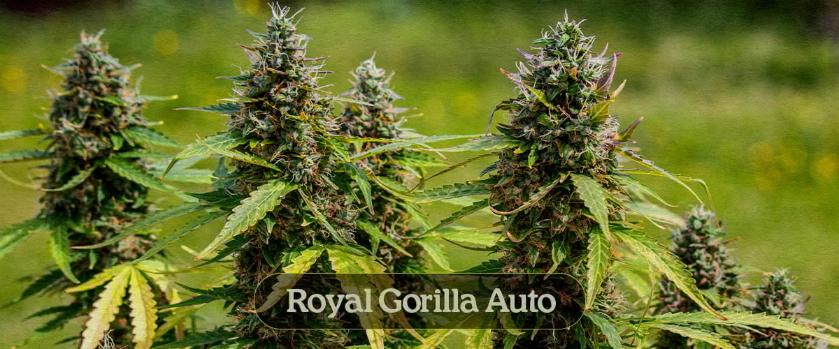 Royal Gorilla Auto