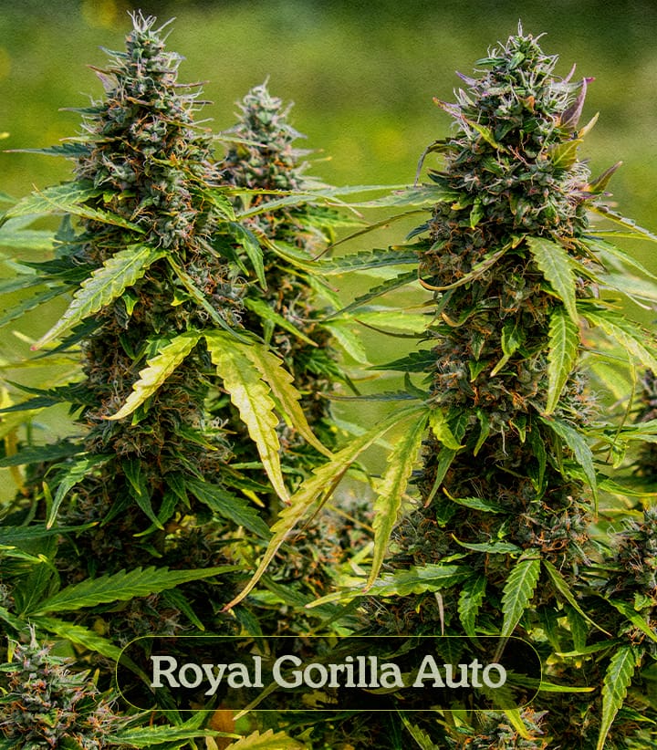 Royal Gorilla Auto