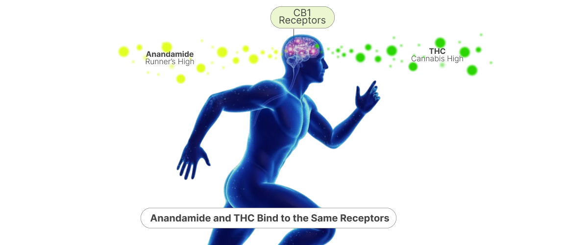 Illustration showing how anandamide and THC bind to CB1 receptors in the brain, explaining the runner’s high and cannabis high similarity