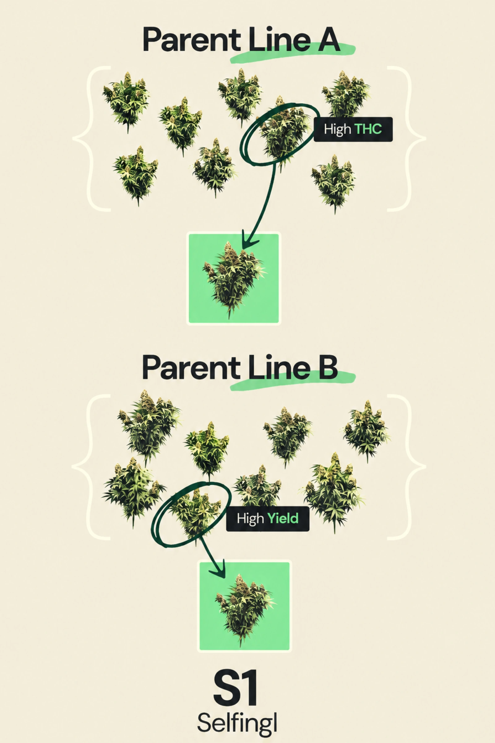 Diagram explaining S1 selfing in F1 hybrid cannabis breeding, showing parent line A selected for high THC and parent line B selected for high yield as part of inbred line development.
