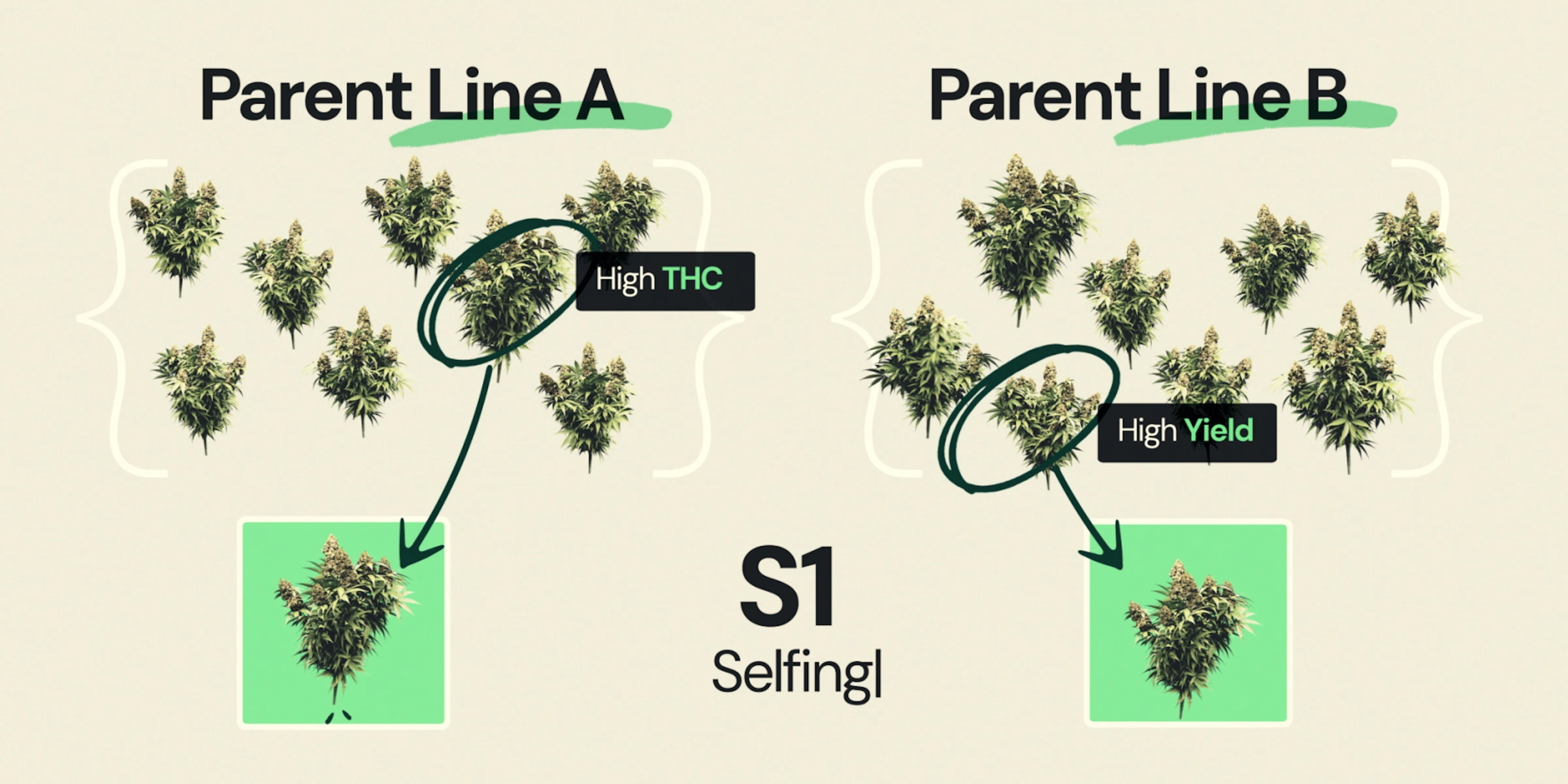 Diagram explaining S1 selfing in F1 hybrid cannabis breeding, showing parent line A selected for high THC and parent line B selected for high yield as part of inbred line development.
