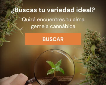 Semillas De Marihuana Gratis Y Más Regalos Con Tu Compra Online - Royal  Queen Seeds