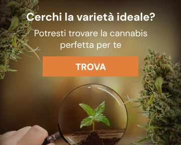 Cannabis Seedfinder