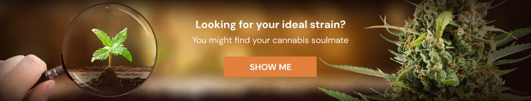 Cannabis Seedfinder