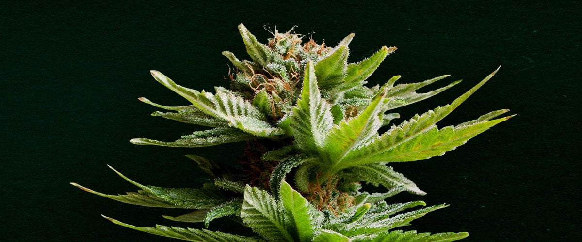 Why Shining Silver Haze is one of the best strains for cloning