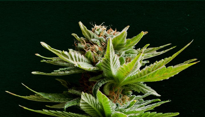 Why Shining Silver Haze is one of the best strains for cloning
