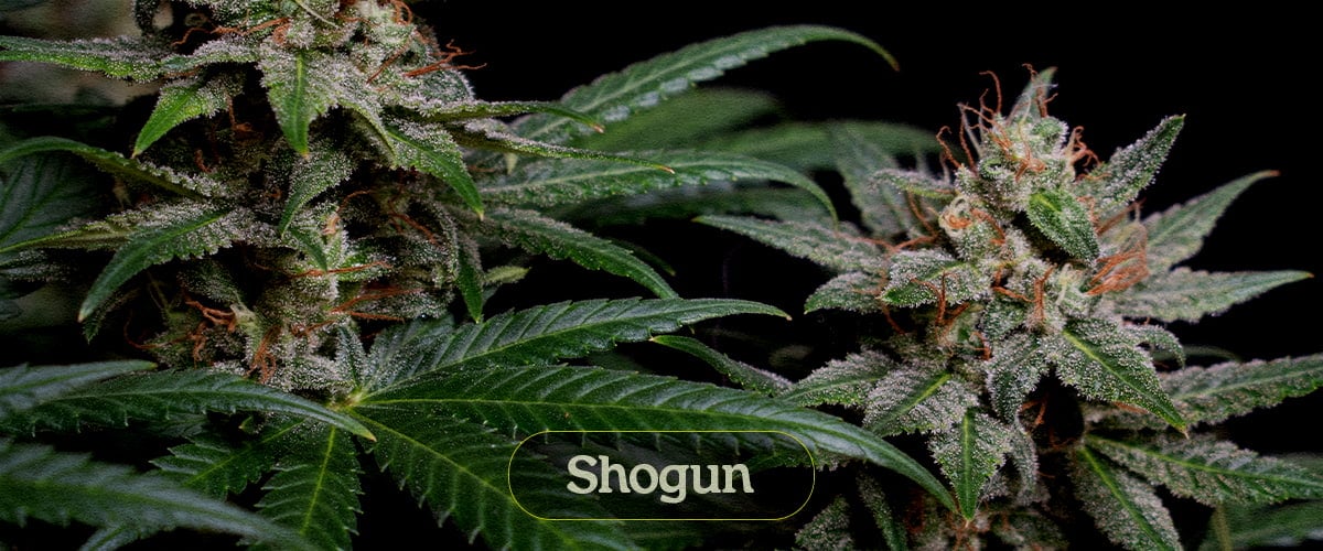 Shogun