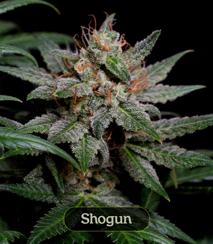 Shogun