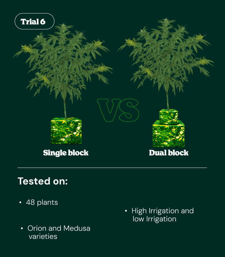 Introduction to Trial 6 comparing single block vs dual block irrigation systems tested on cannabis plants under different irrigation levels